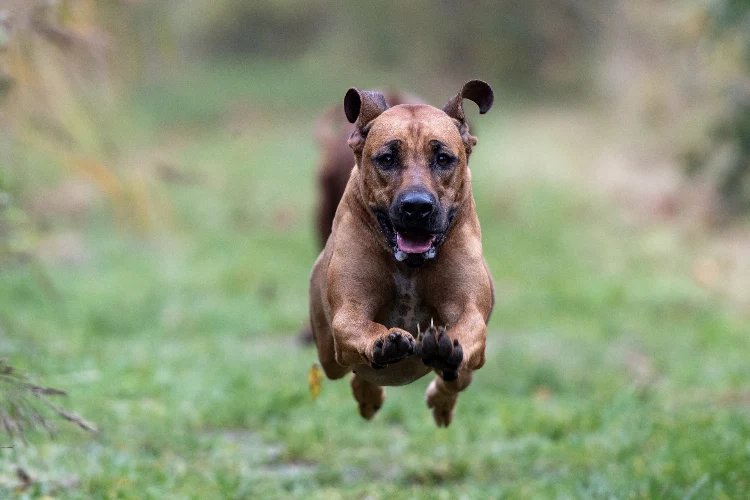 Rhodesian Ridgeback lekker aan het rennen.